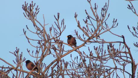 Common-Indian-Myna-Bird-Perched-In-Bare-Tree-Windy-Day-Golden-Hour-Australia-Gippsland-Victoria-Maffra-Medium-Shot