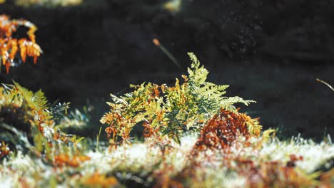 A-close-up-shot-of-the-withering-ferns-in-the-dense-forest-undergrowth-on-the-blurry-background-with-insects-flying