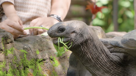 Manos-De-Una-Madre-Con-Su-Hija-Alimentando-A-Una-Tortuga-Gigante-De-Aldabra-Con-Una-Planta-En-El-Safari-Y-Parque-Marino-De-Bali-En-Siangan,-Indonesia