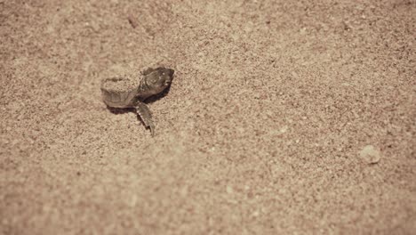 Close-up-sea-turtle-in-Iran-nature-wildlife-landscape-night-Persian-Gulf-the-marine-life-habitat-coastal-scenery-underwater-view-natural-beauty-oceanic-environment-conservation-in-travel-to-dubai-uae