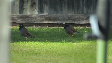 Gemeinsamen-Indischen-Myna-Vögel-Zu-Fuß-Entlang-Gras-Im-Garten-Sonnigen-Tag-Australien-Gippsland-Victoria-Maffra