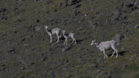 Ovejas-De-Dall-Y-Corderos-Caminando-Por-La-Pendiente-De-Sheep-Mountain-En-El-Parque-Nacional-Kluane,-Yukón,-Canadá