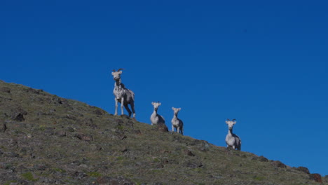 Ovejas-Y-Corderos-De-Cuernos-Finos-En-La-Ladera-De-La-Montaña-Sheep-Mountain-En-El-Parque-Nacional-Kluane,-Yukón,-Canadá