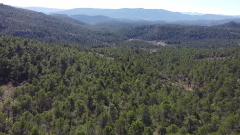 Dense-spruce-evergreen-tree-forest-nature-landscape,-aerial-establish-shot