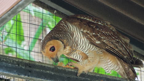 Spotted-Wood-Owl-In-Cage-With-Chick-For-Food