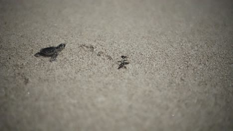 Die-Welle-Traf-Den-Sandstrand-Und-Nahm-Die-Neugeborene-Babyschildkröte-Mit,-Nachts-Sandstrand,-Küstendorf,-Landschaft,-Tierwelt,-Nachtleben,-Lokale-Bevölkerung-Schützt-Naturschutz,-Wunderbare-Landschaft,-Iran