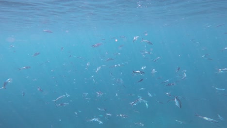 A-school-of-fusiliers-fish-swims-slowly-under-the-ocean-surface-in-crystal-clear-and-blue-waters-of-Raja-Ampat,-Indonesia