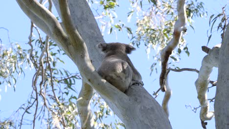 Ein-Wilder-Koalabär-Wacht-Auf-Und-Beginnt,-Die-Äste-Eines-Australischen-Eukalyptusbaums-Zu-Erklimmen