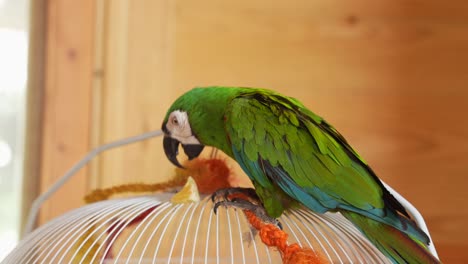 Loro-Guacamayo-Comiendo-Fruta-Sobre-Una-Jaula