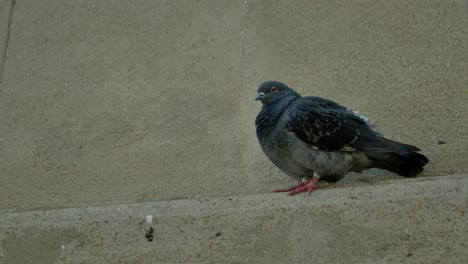 A-dove-sitting-on-an-edge