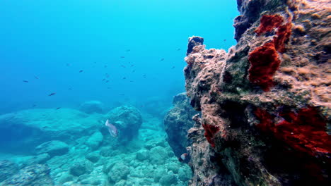 Underwater-world,-colorful-sea-sponge-and-fish-life-under-the-clear-water