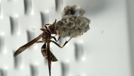 Detailed-closeup-of-wasp-sticking-head-into-hexagonal-cell-as-it-builds-nest