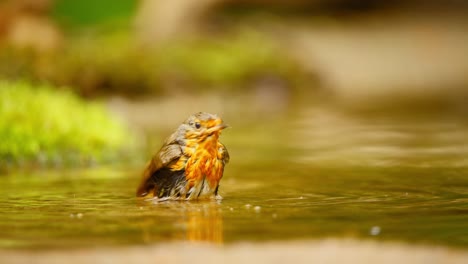 Un-Petirrojo-Europeo-En-El-Bosque-De-Frisia,-Países-Bajos,-Se-Encuentra-De-Pie-En-El-Agua-Mientras-Se-Sumerge-Y-Se-Enjuaga-Para-Refrescarse-En-Una-Piscina-Poco-Profunda