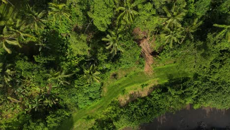 Vistas-Aéreas-De-La-Selva-De-Sayan,-Ubud,-Bali,-Con-Exuberante-Vegetación-Y-árboles-Altos-Que-Muestran-La-Belleza-Natural-De-Los-Bosques-Tropicales-De-Indonesia.