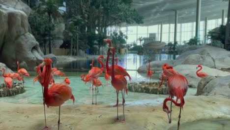 Indoor-enclosure-for-Pink-Flamingos-in-Seaworld-park-in-Dubai,-UAE