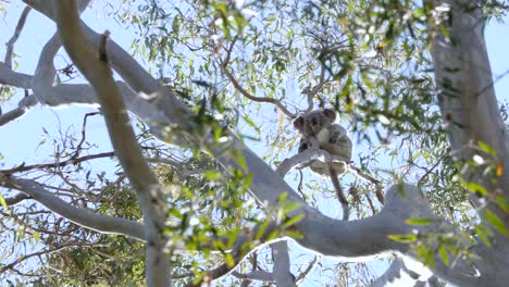 A-large-native-Australian-Koala-Bear-spotted-in-the-wild-looks-down-towards-tourist-taking-photos