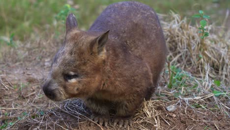 Southern-hairy-nosed-wombat,-a-short-legged,-muscular-quadrupedal-marsupial,-moving-down-the-slope-in-the-wild,-close-up-shot-of-native-Australian-wildlife-species