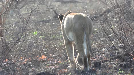 Un-León-Acecha-Lentamente-En-El-Desierto-Del-Parque-Nacional-Kruger