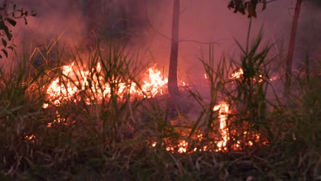 Close-footage-of-hazard-reduction-burns-at-Mount-Coot-tha