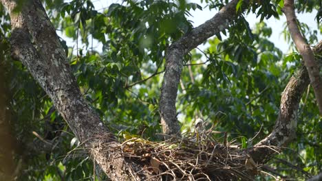 Cría-De-águila-Halcón-Cambiante-En-El-Nido-Del-árbol