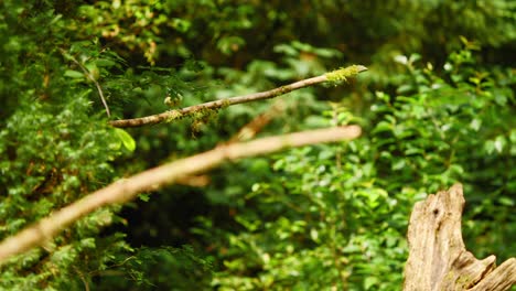 Eurasian-Blue-Tit-in-forest-of-Friesland-Netherlands-in-distance-hopping-along-moss-covered-branch