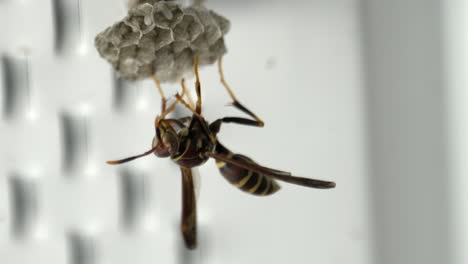 Macro-closeup-of-wasp-building-nest-with-paper-pulp-fibers-in-hexagonal-shapes-sticking-head-into-pocket