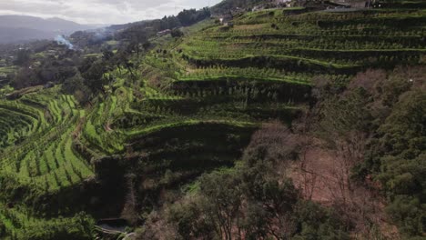 Lemon-farm-in-Portugal,-in-a-rural-area