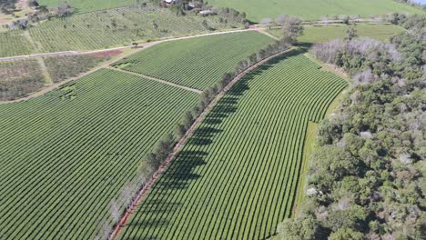 Gran-Altitud-Y-Movimiento-Aéreo-Que-Se-Acerca-A-Los-Campos-Y-Senderos-Locales-De-Té-Verde,-Argentina