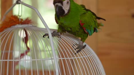 Macaw-Parrot-Over-White-Cage