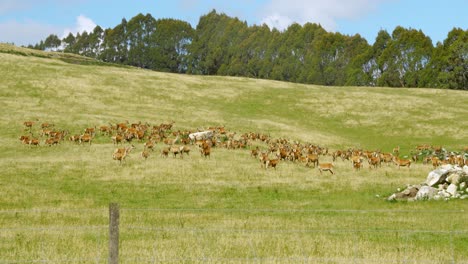 Gran-Manada-De-Ciervos,-Alces-Y-Ciervos-Marchando-En-Llanuras-Cubiertas-De-Hierba-Detrás-De-Una-Cerca-De-Alambre-En-Una-Granja-De-Venados