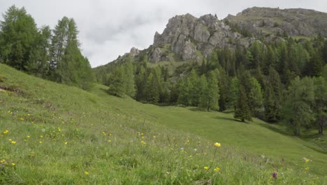 Pasture-meadows-high-up-in-the-Dolomites-near-Toblach---Dobiacco,-Pustertal-Valley---Val-Pusteria-South-Tyrol,-Italy