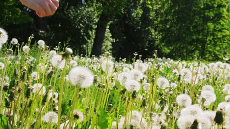 Hand-of-Woman-Picking-Dandelion-Flower-on-Field.nature,-botany-and-flora-concept-hand-of-woman-picking-dandelion-flower-after-blooming-on-summer-field