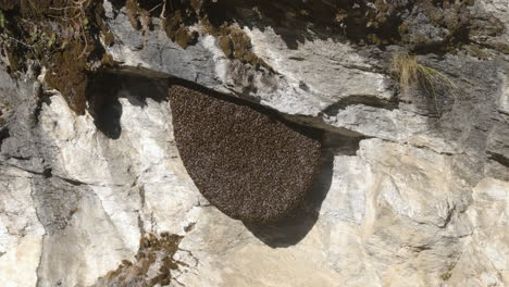 Mad-honey-covered-by-bees-on-a-huge-cliff-in-a-dangerous-location-within-Nepal's-vast-forest