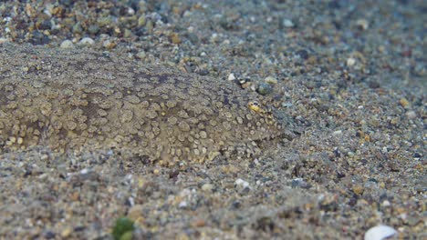 Seezunge-Läuft-Auf-Dem-Boden-Und-Versteckt-Sich-Dann-Im-Sand