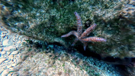 Starfish-fish-star-alive-underwater-star-shaped-echinoderms-class-Asteroidea