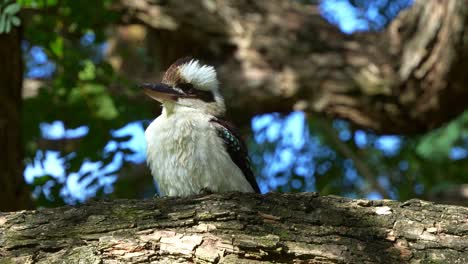 A-laughing-kookaburra,-dacelo-novaeguineae-perched-on-old-tree-branch-on-a-windy-day-at-the-botanic-gardens,-close-up-shot-of-an-Australian-native-bird-species-in-the-wild