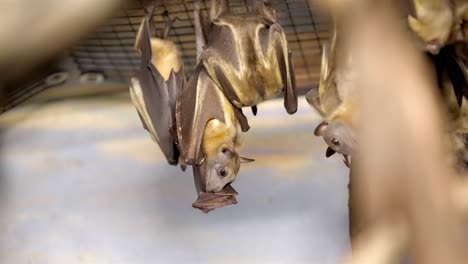 Colony-of-bats-hang-upside-down-from-wire-mesh-as-they-lick-wing-tips