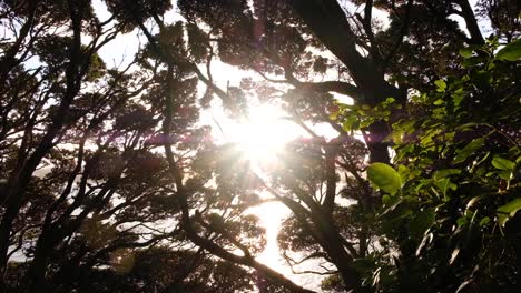 Hermosa-Luz-Del-Sol-Filtrándose-A-Través-De-Los-árboles-Nativos-Del-Bosque-De-Nueva-Zelanda-Mientras-Caminamos-Por-La-Naturaleza-Al-Aire-Libre-De-Nueva-Zelanda,-Aotearoa