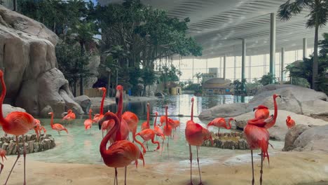 Nahaufnahme-Von-Rosa-Flamingos-Im-SeaWorld-Gehege-In-Dubai,-Vereinigte-Arabische-Emirate