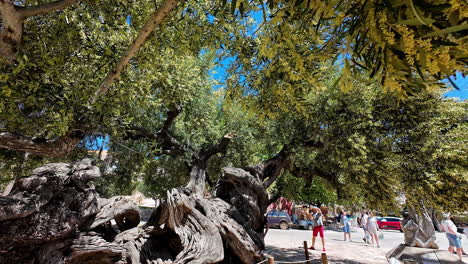 Blick-Auf-Den-Alten-Olivenbaum-In-Griechenland-Mit-Touristen-Im-Hintergrund-An-Einem-Sonnigen-Nachmittag