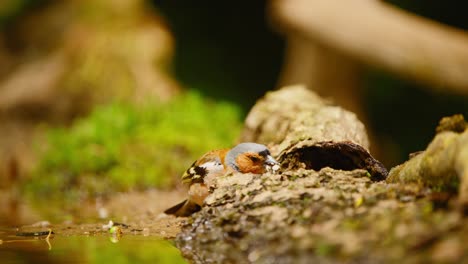 Gewöhnlicher-Eurasischer-Buchfink-In-Friesland,-Niederlande,-Kaut-Mit-Kurzem-Schnabel-Und-Frisst-Gruben-Aus-Einem-Baumstamm