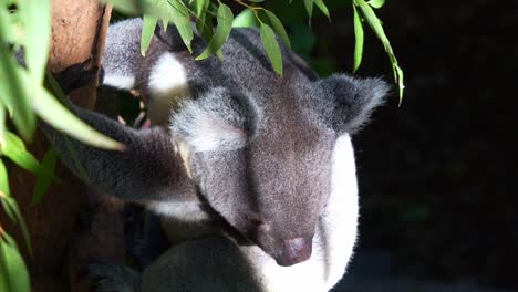 A-koala-hanging-on-the-tree-branch,-gripping-with-its-little-paws,-wondering-around-the-surroundings,-close-up-shot-of-native-Australian-wildlife-species