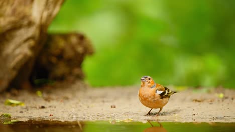 Gewöhnlicher-Buchfink-In-Friesland,-Niederlande,-Trinkt-Am-Wasserrand-Und-Fliegt-Dann-Schnell-Davon