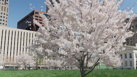 Slow-motion-orbiting-shot-around-a-dogwood-tree-in-St