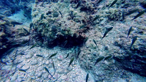 Underwater-view-POV-during-scuba-dive-of-life-under-the-water,-small-fish