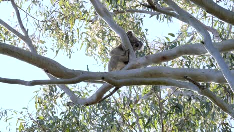 A-wild-Koala-Bear-with-a-big-nose-clings-to-the-branches-of-a-Australian-native-Gum-tree