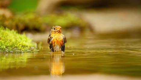 Rotkehlchen-Im-Wald-Von-Friesland,-Niederlande,-Taucht-Seinen-Kopf-Schnell-Ins-Wasser-Und-Badet,-Während-Es-Sich-Im-Flachen-Becken-Abspült