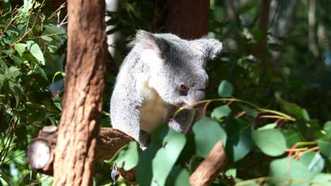 Ein-Junger-Koala-Sitzt-Auf-Dem-Ast-Und-Träumt,-Sonnt-Sich-In-Der-Sonne,-Nahaufnahme-Einer-Einheimischen-Australischen-Tierart