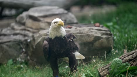 Bald-eagle-walks-along-ground-of-enclosure-with-blue-band-above-talons