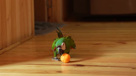 Macaw-Parrot-Playing-With-Toy-Ball-Indoors